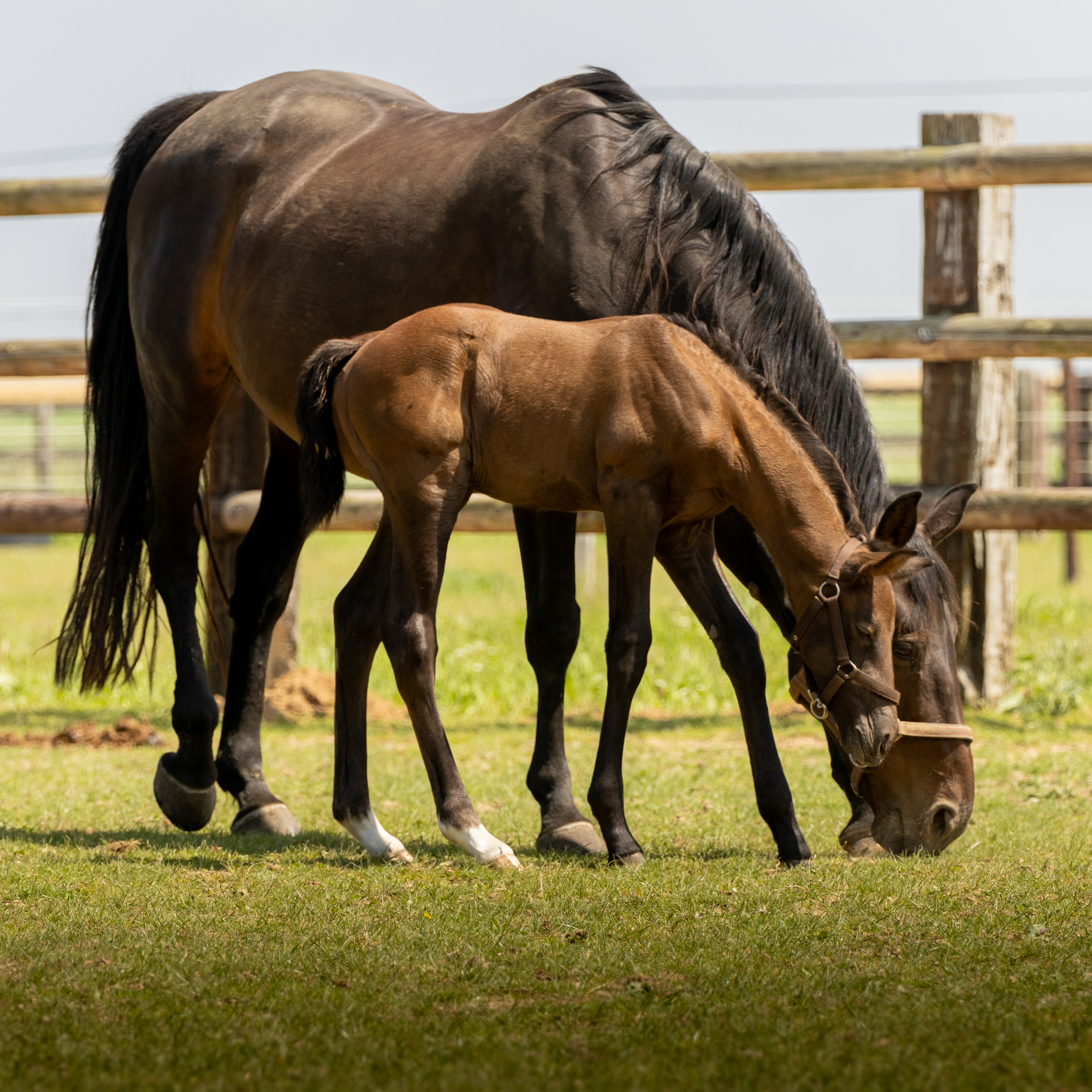 
					            Bienvenue à Troteval !
					            