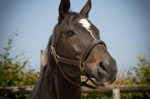 Photo du cheval