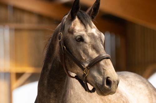 Photo du cheval